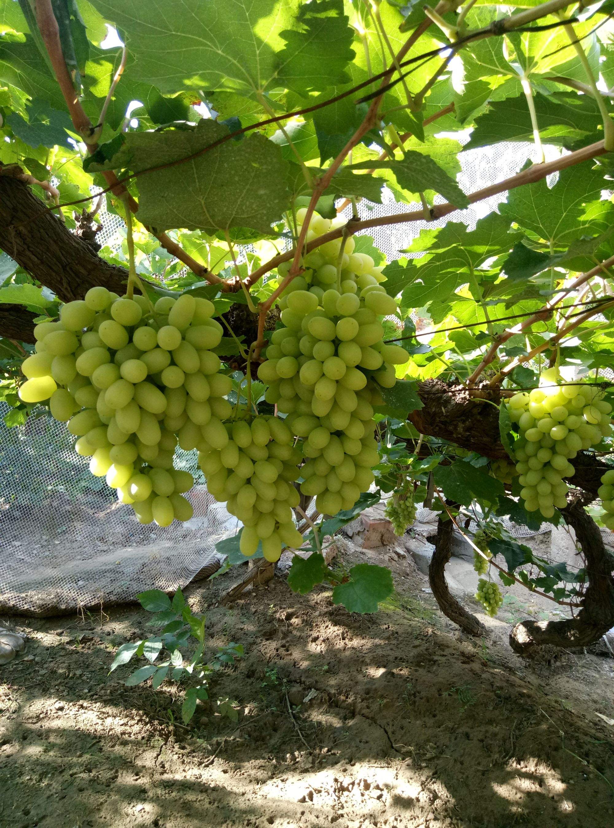 牛奶葡萄(牛奶葡萄干能一起吃吗) 牛奶葡萄(牛奶葡萄干能一起吃吗)