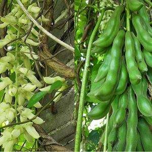 龙爪豆(龙爪豆怎么吃)