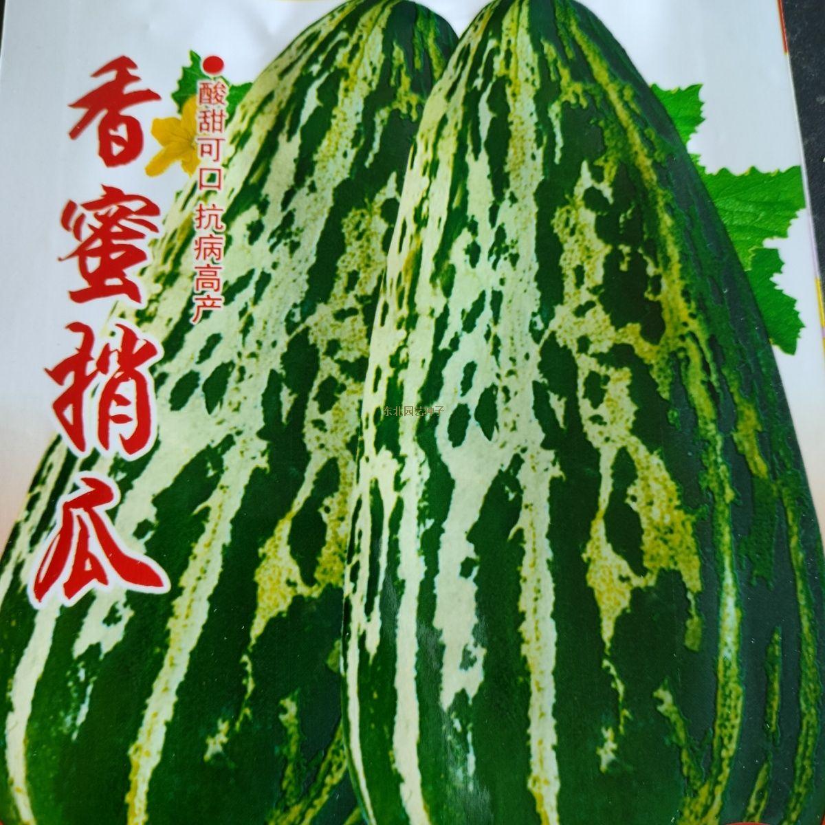 烧瓜(烧瓜的功效与作用与禁忌)