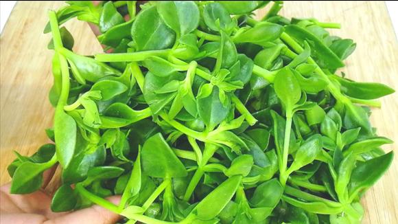 田七菜(田七菜长什么样子图片)