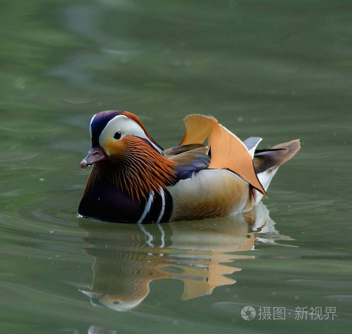 冻鸳鸯(冻鸳鸯贝肉怎样清洗)