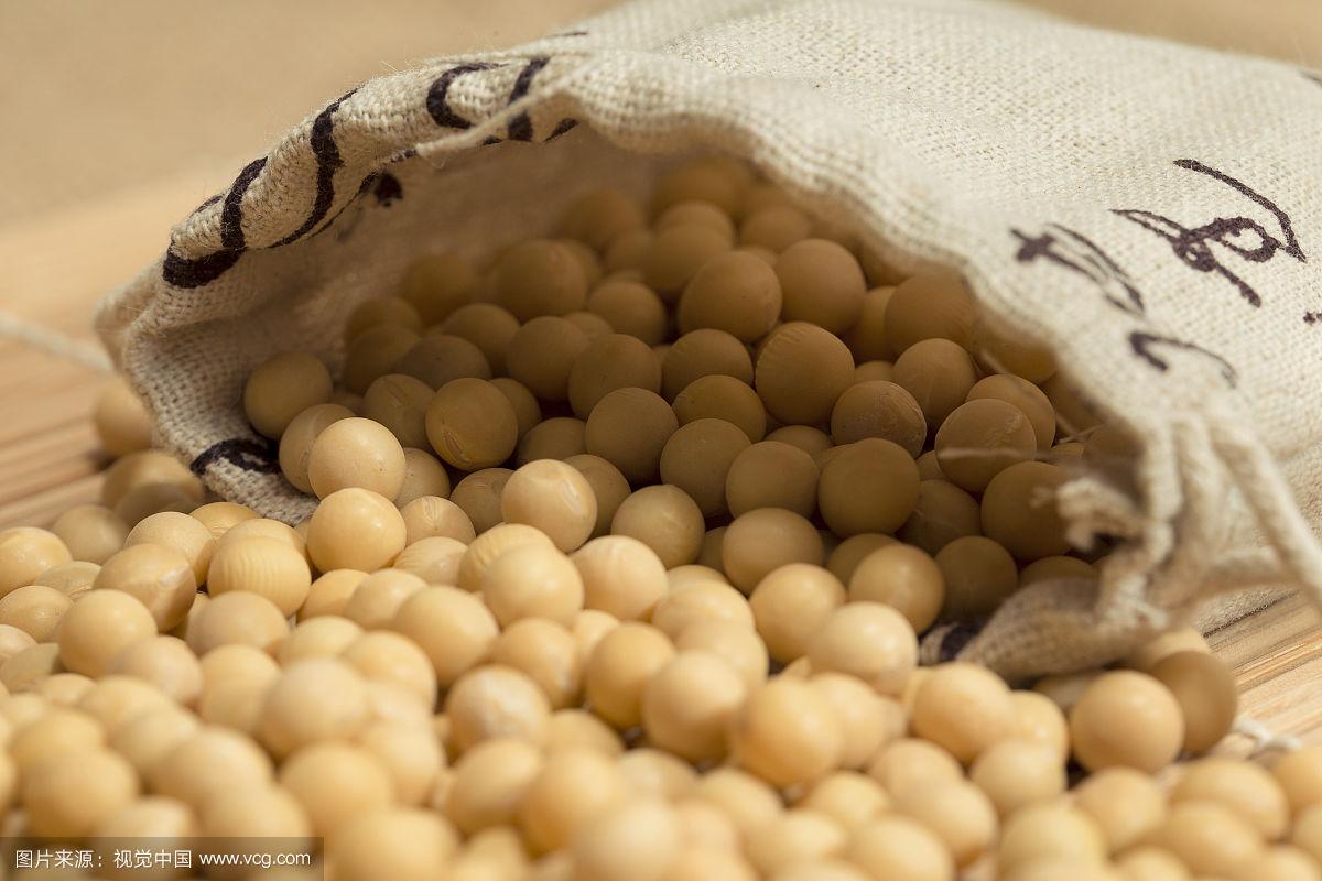 黄豆子(黄豆子图片画)
