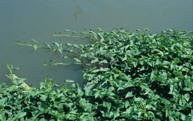 水空心菜(水空心菜种子)