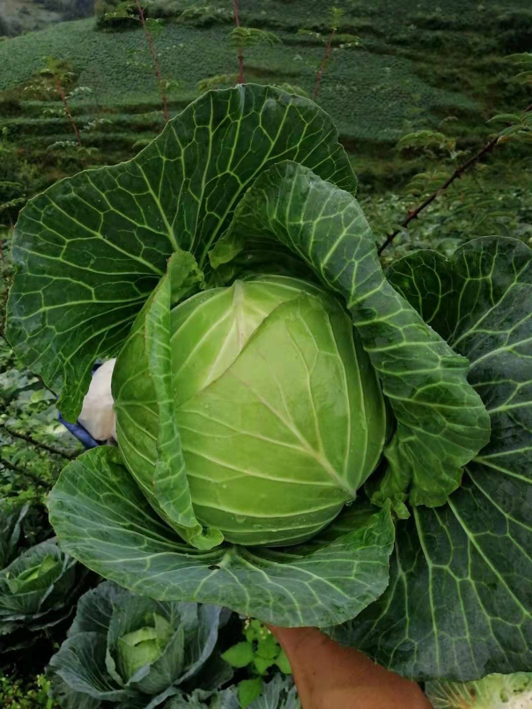 绿甘蓝(绿甘蓝的6种家常做法)